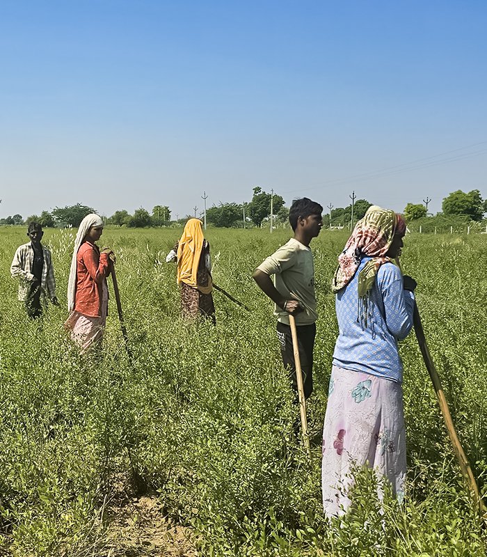 Farmers, agriculture and farm of kirpal export overseas (KEO).